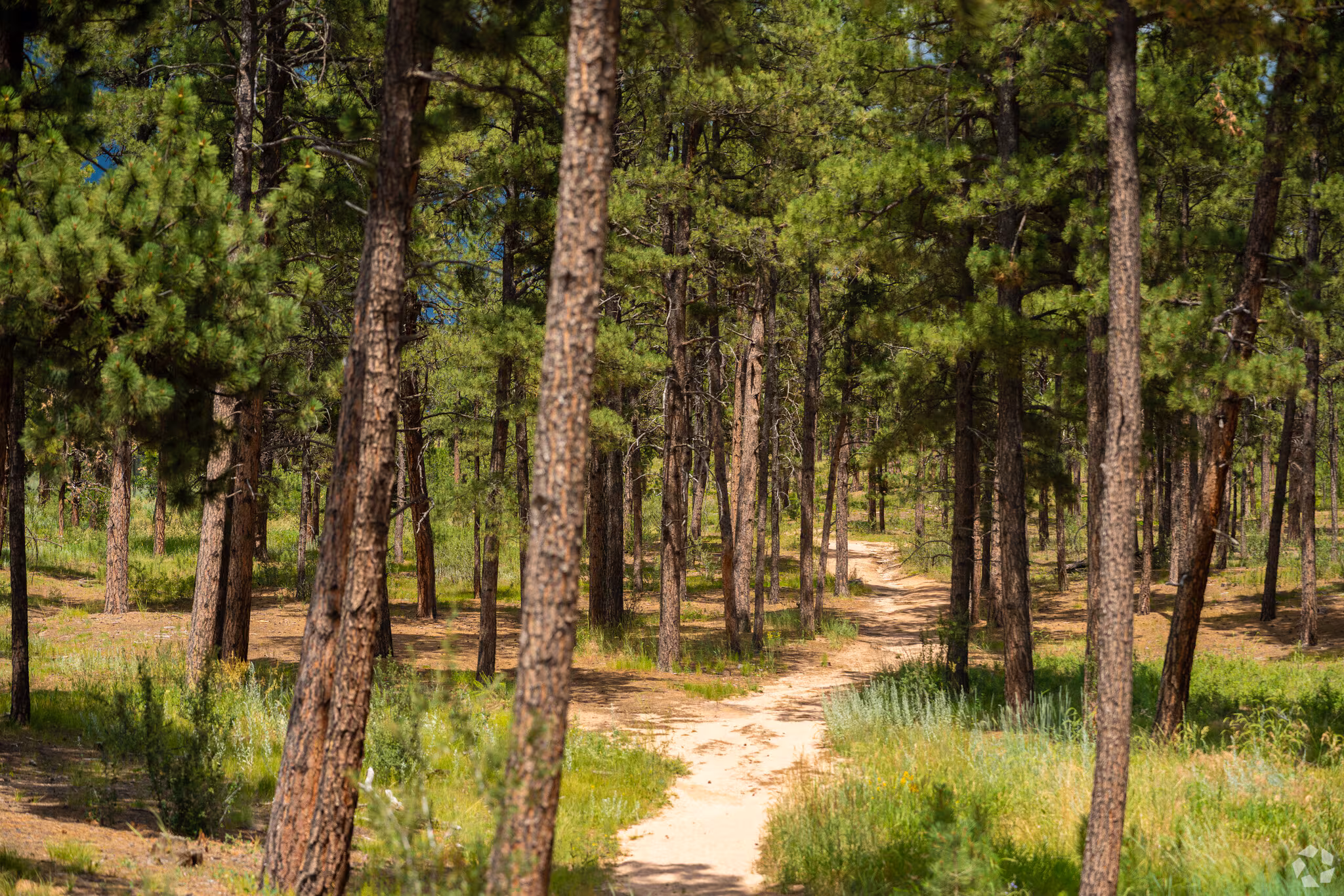 Wooded hiking trail through ponderosa pines in Black Forest, Colorado