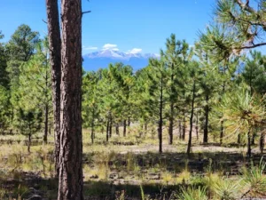Wooded trail at Black Forest Section 16 in Colorado
