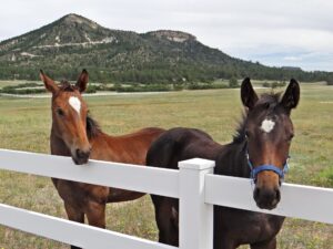 Horses on a rural acreage property in Black Forest, Colorado